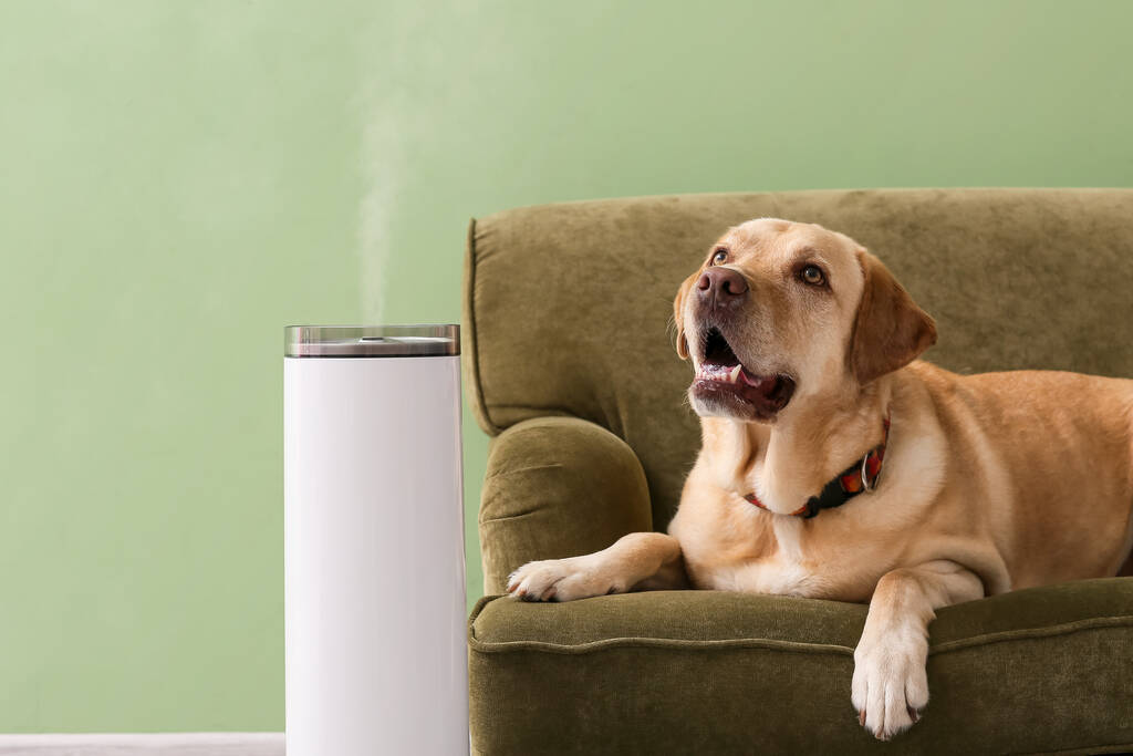 Aroma diffuser pet friendly