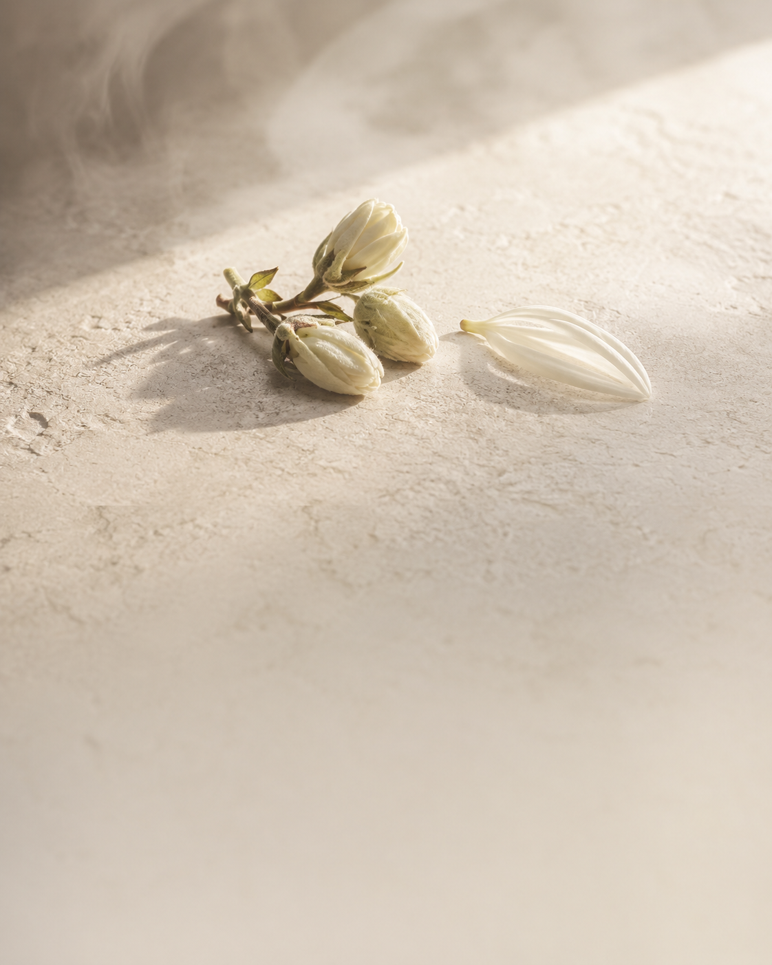 White Tea material still — pale stone, white tea buds, chrysanthemum petal, soft morning light